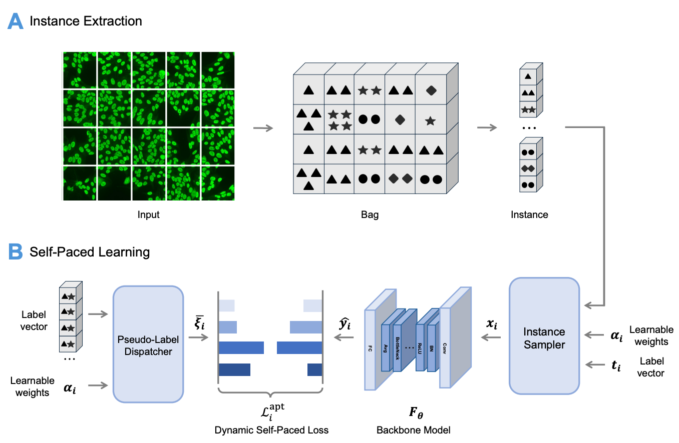 self_paced_learning_for_images_of_antinuclear_antibodies.png